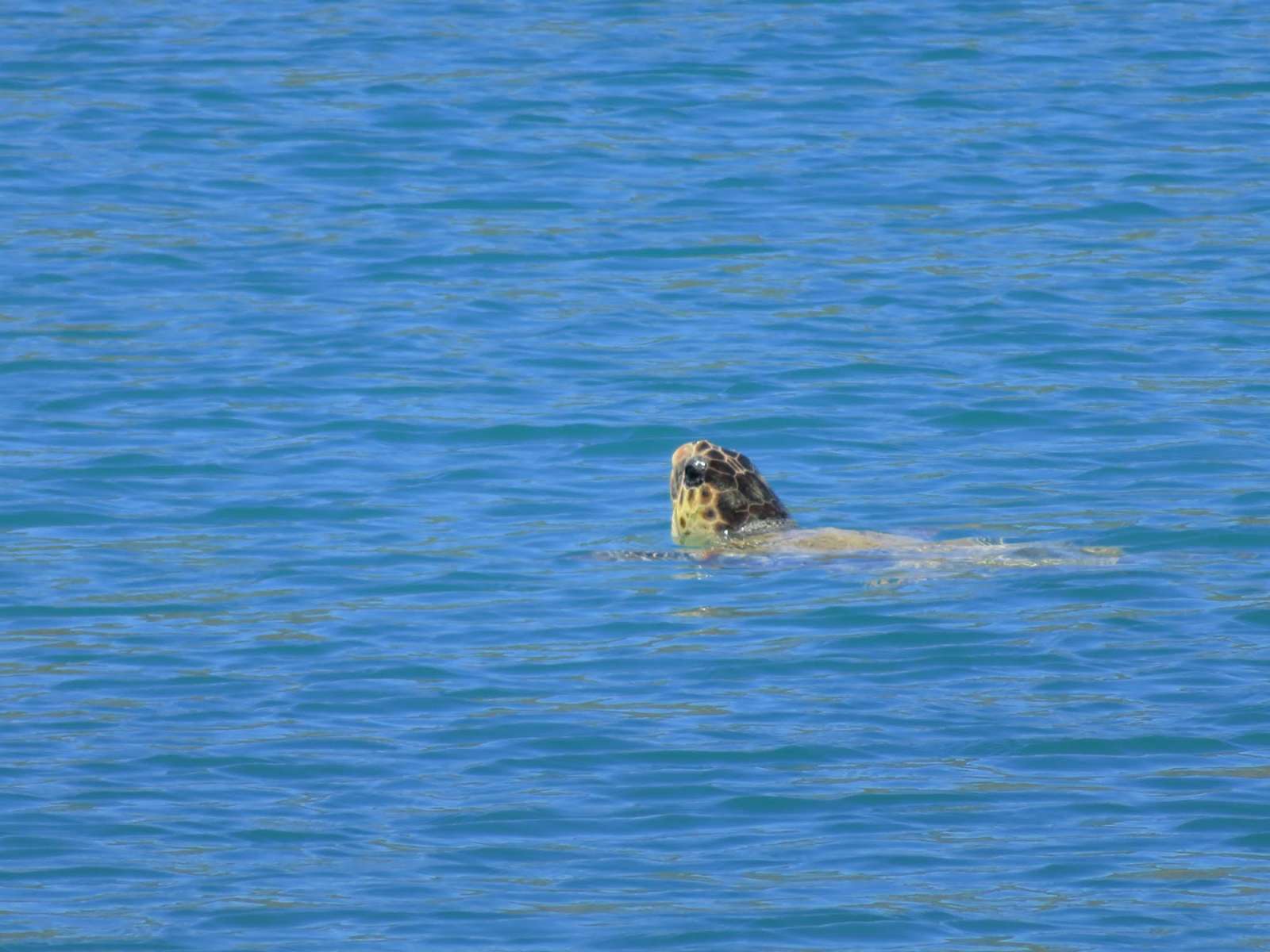 Caretta - Turtle in Elounda